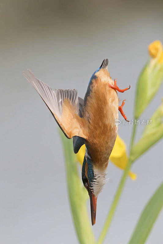 翠鸟潜水(Alcedo atthis)